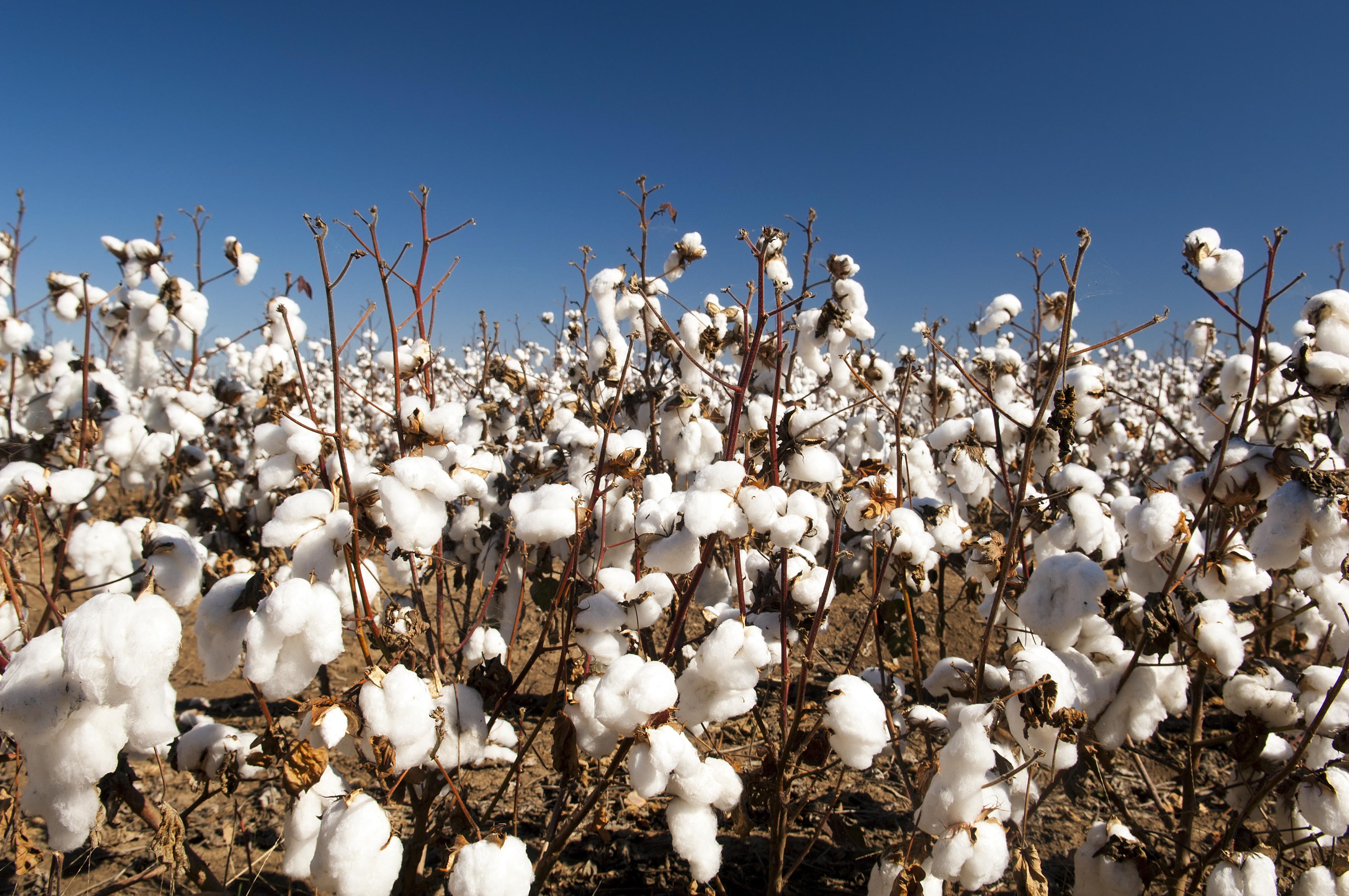 Cotton Field Crop